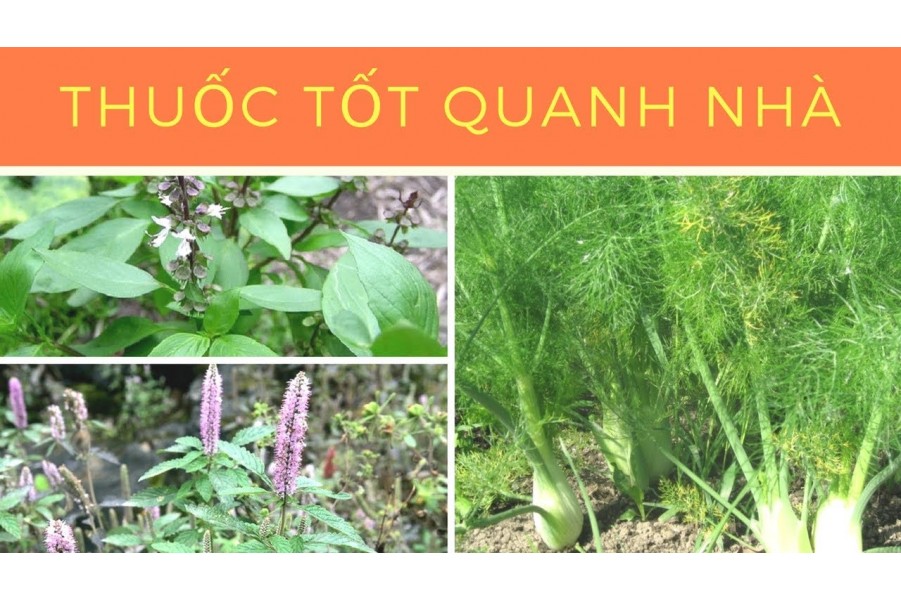 10 cây thuốc tốt quanh nhà bạn không ngờ tới