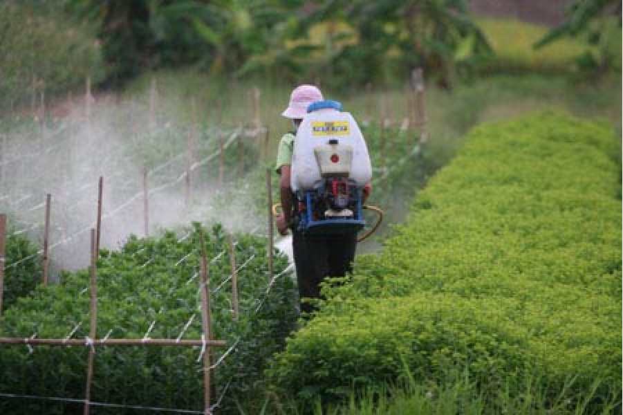 Biết rau dư lượng thuốc trừ sâu thì đã ăn vào bụng