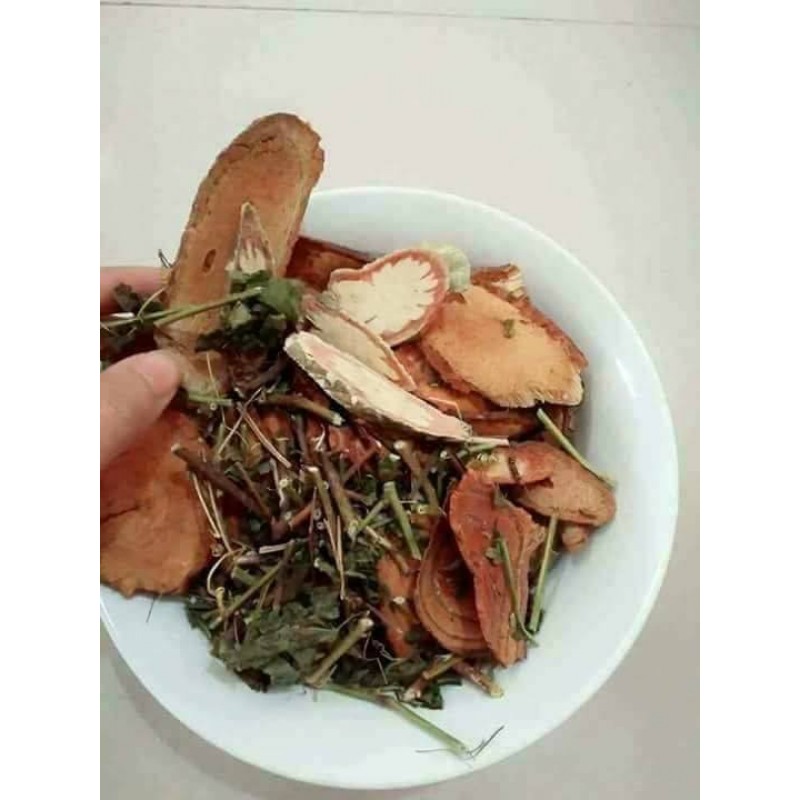 CÂY CỎ MÁU – Thần dược tự nhiên CÂY CỎ MÁU – Thần dược tự nhiên