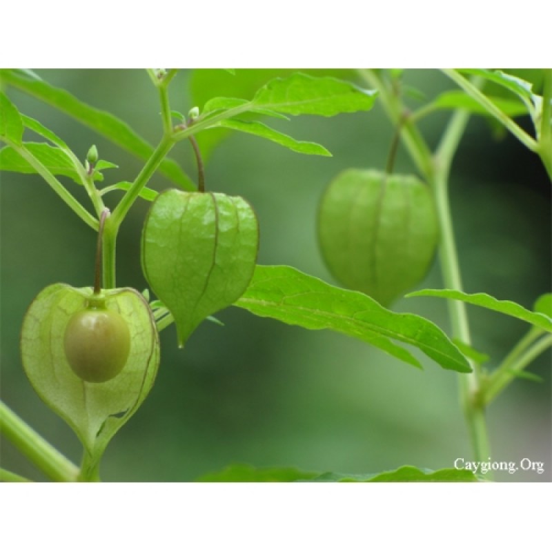 LOẠI CÂY DẠI XƯA TRỊ KHỎI BỆNH TIỂU ĐƯỜNG LOẠI CÂY DẠI XƯA TRỊ KHỎI BỆNH TIỂU ĐƯỜNG