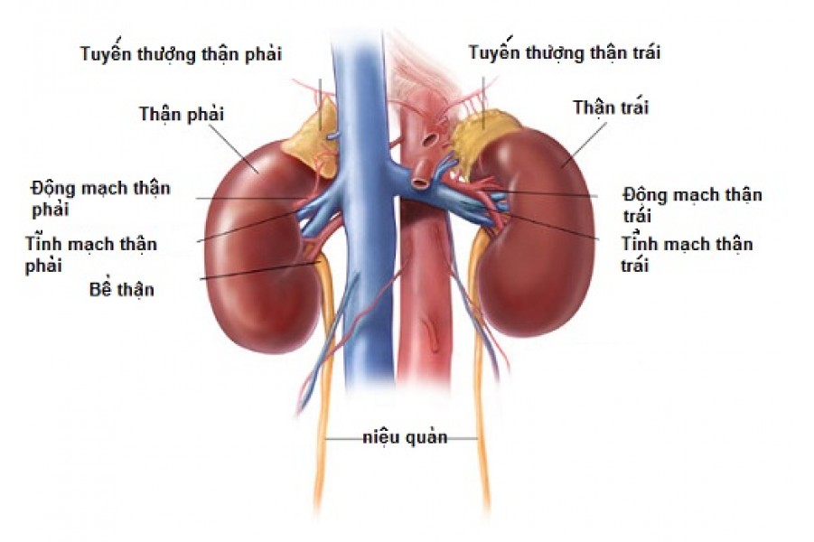 Top thực phẩm tốt cho thận và không tốt cho thận