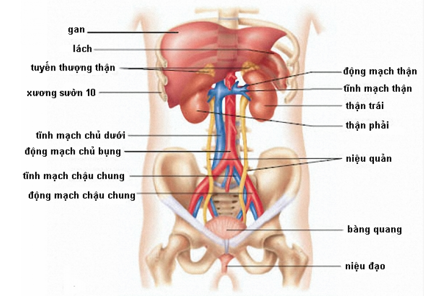 Bắt bệnh qua vị trí các cơn đau