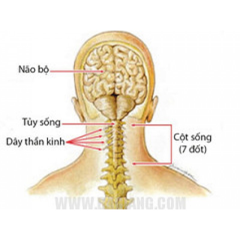 masage bấm huyệt chữa bệnh đau cổ đau vai gáy