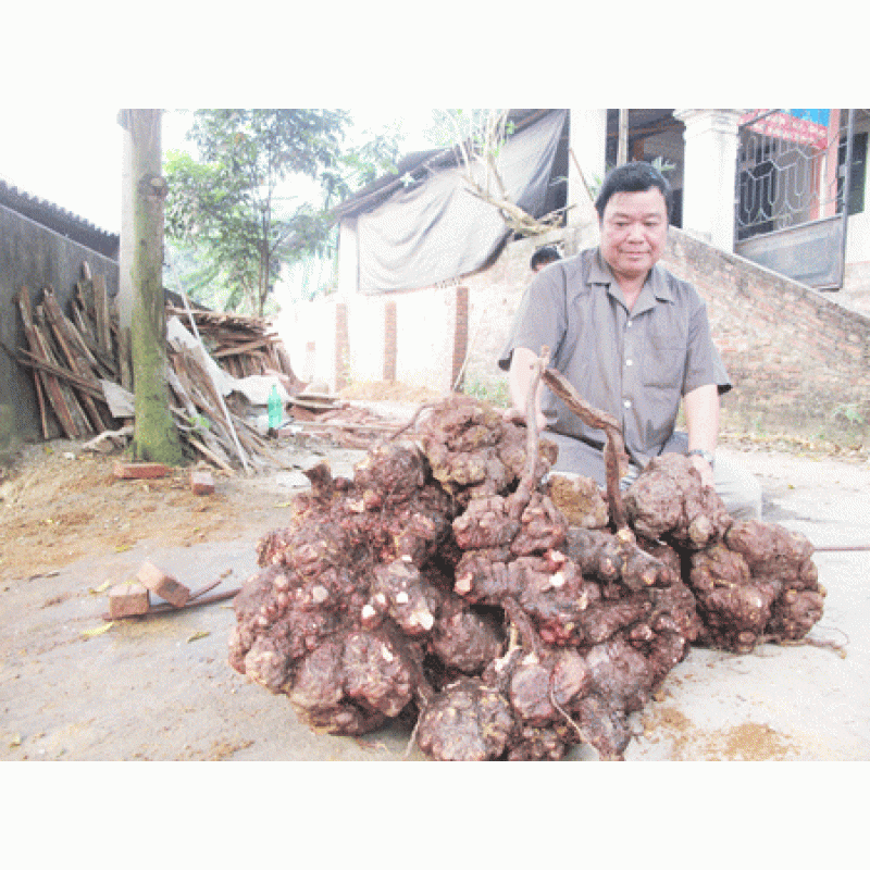 Cao Hà Thủ Ô Đỏ