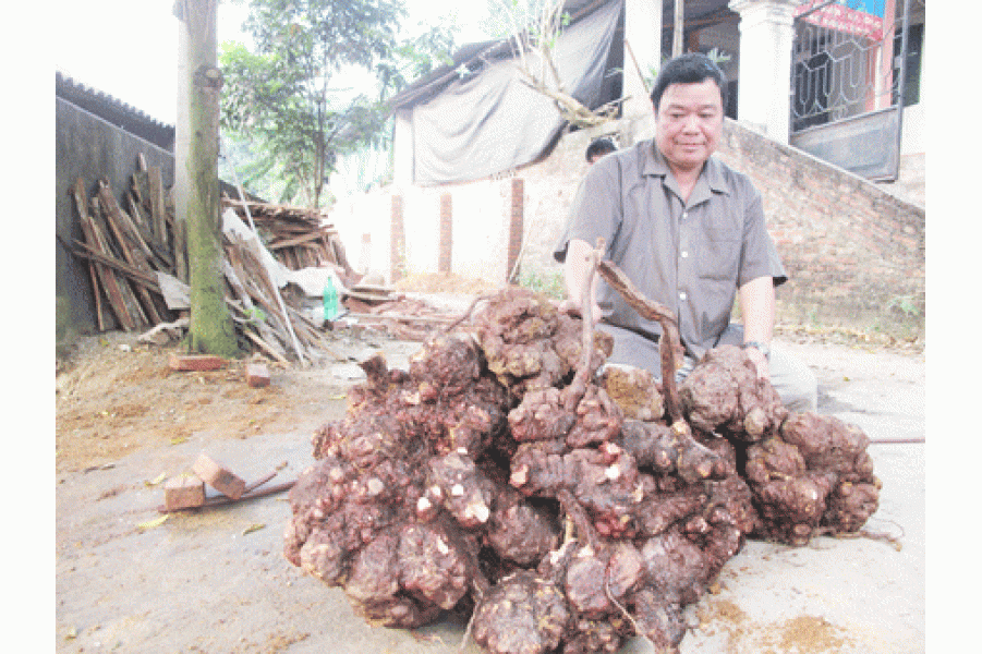 CAO HÀ THỦ Ô ĐỎ