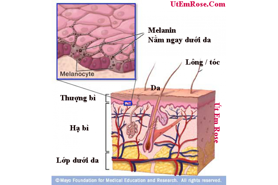 Phát minh mới điều trị tận gốc bệnh ung thư da