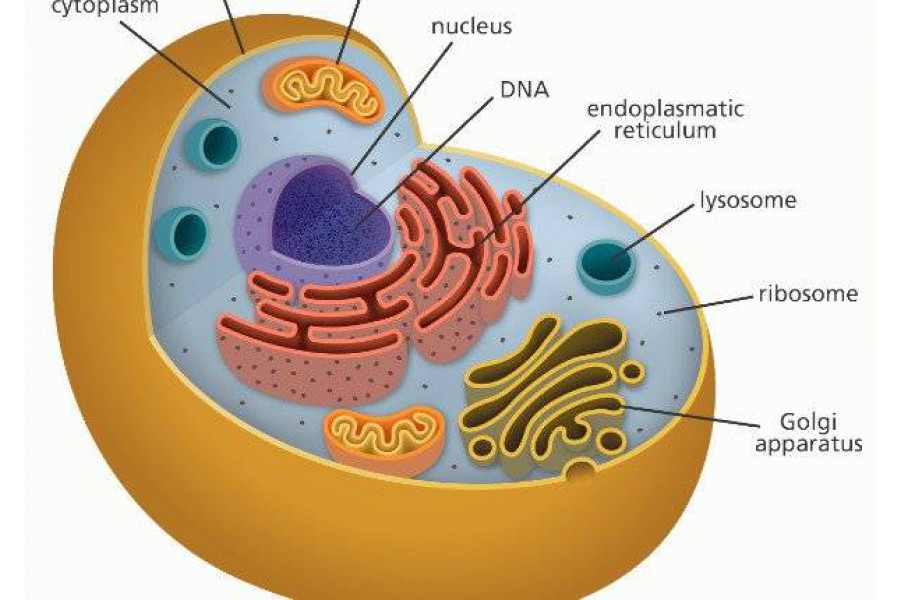 Công dụng cơ bản của Đường Dương